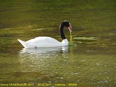 56 - Anatra vegetariana - Vegetarian duck